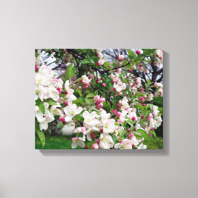 Apple tree bloom. canvas print (Front)