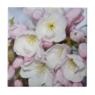 Apple Tree Blooms on a Blue Sky Tile
