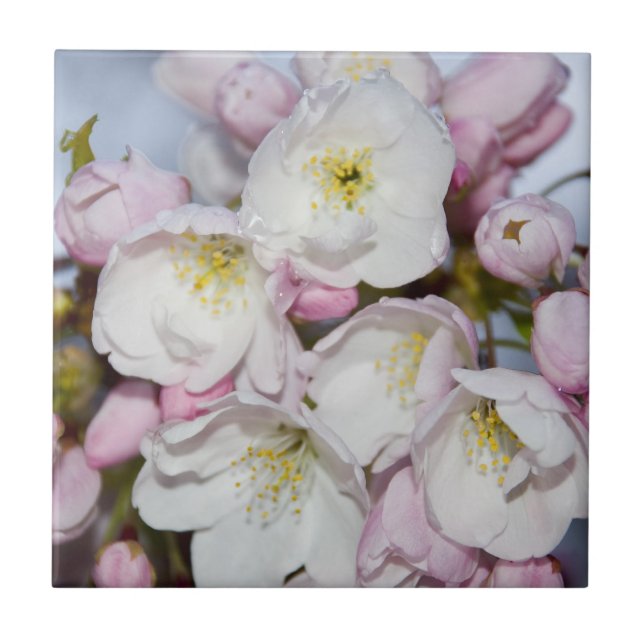 Apple Tree Blooms on a Blue Sky Tile (Front)