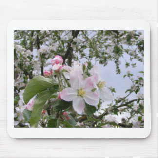 apple-tree blossom mouse pad