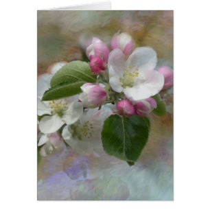 Apple Tree Blossoms
