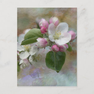 Apple Tree Blossoms Postcard