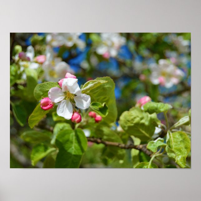 Apple tree flowers poster (Front)