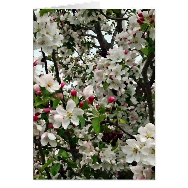 Apple Tree In Bloom (Front)