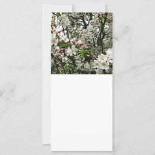 Apple Tree In Bloom