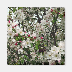 Apple Tree In Bloom Magnet