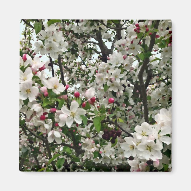 Apple Tree In Bloom Magnet (Front)