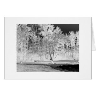 Apple Tree in Spring time