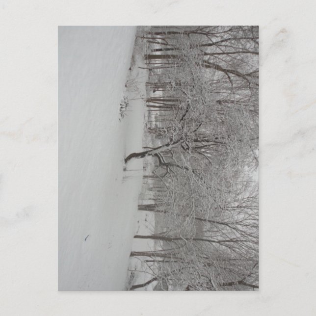 Apple Tree in Winter Postcard (Front)