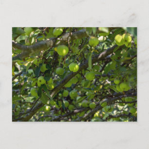 Apple Tree Postcard