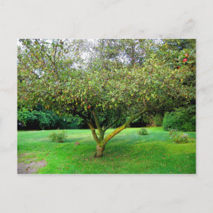 Apple Tree Postcard