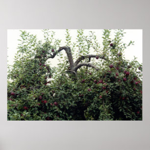Apple Tree Poster
