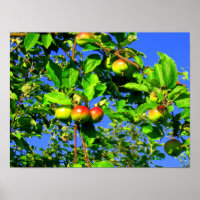 Apple tree