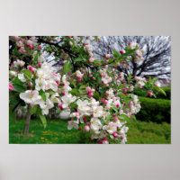 Apple tree spring blossom.