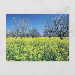 Apple trees in a mustard field, Napa Valley, Postcard