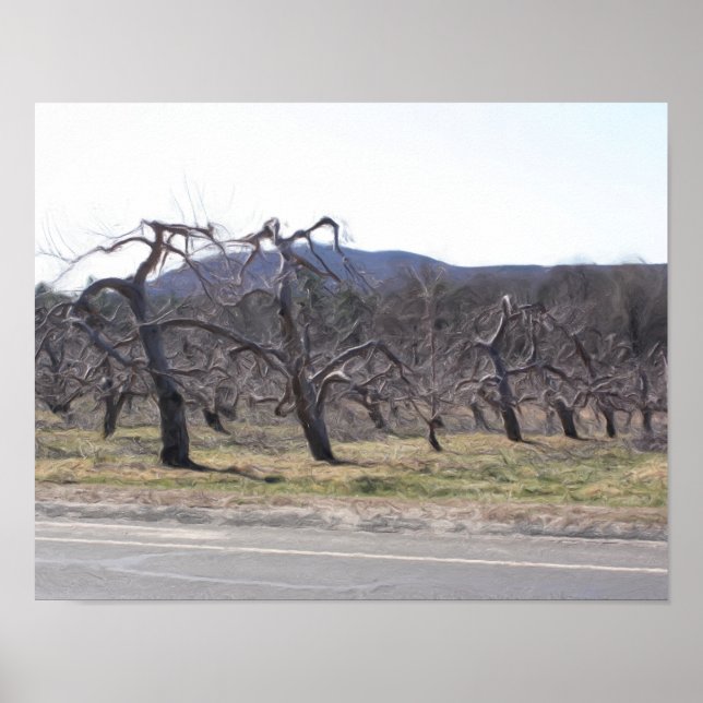 Apple Trees In A Row Oil Photo Painting Poster (Front)