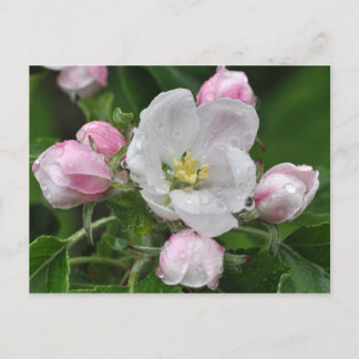 Appleflower in rain postcard