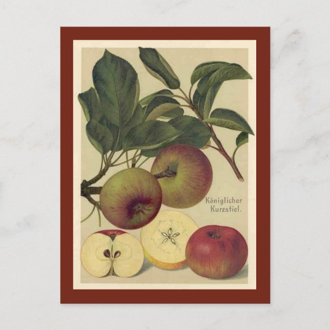Apples Botanical Vintage Postcard (Front)