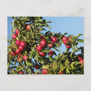 Apples from Mack's Postcard
