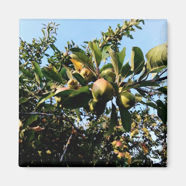 Apples Magnet (Front)