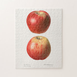 Apples (Malus Domestica) Fruit Watercolor Painting Jigsaw Puzzle