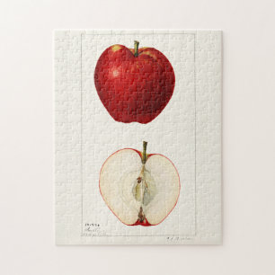 Apples (Malus Domestica) Fruit Watercolor Painting Jigsaw Puzzle