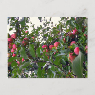 Apples on Apple Tree Postcard