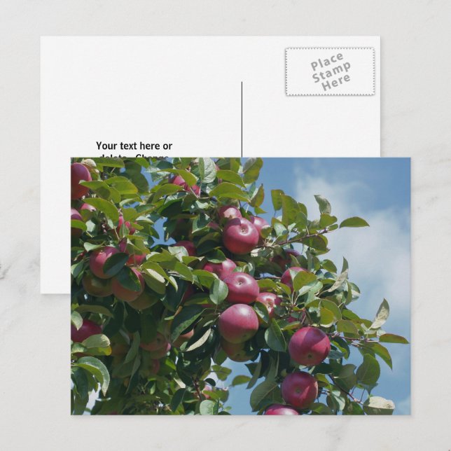 Apples On The Tree Nature Personalised Postcard (Front/Back)
