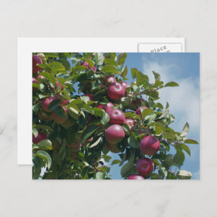 Apples On The Tree Nature Personalized Postcard