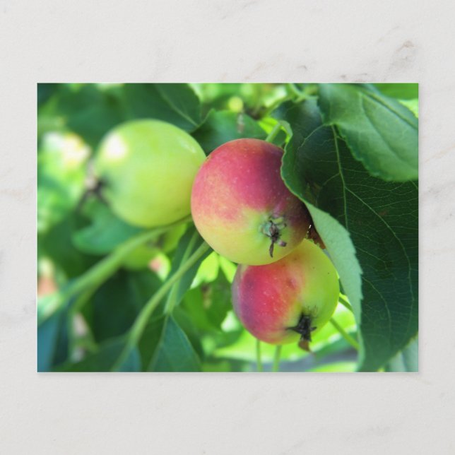 apples postcard (Front)