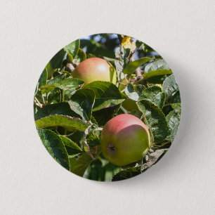 Apples ripening on an apple tree 6 cm round badge