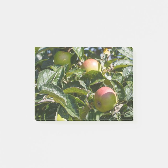 Apples ripening on an apple tree post-it notes (Front)