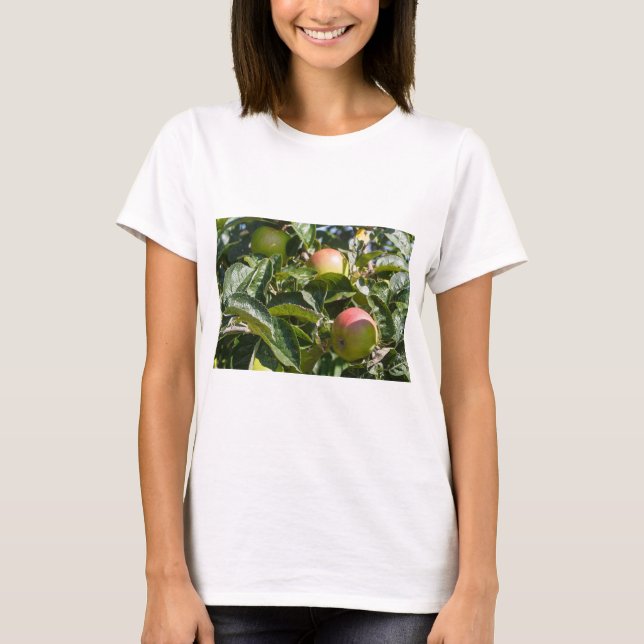 Apples ripening on an apple tree T-Shirt (Front)