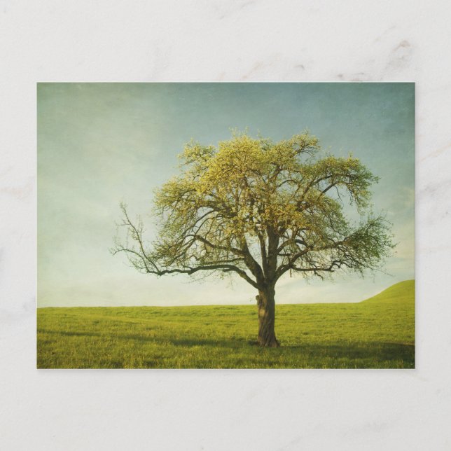 appletree postcard (Front)