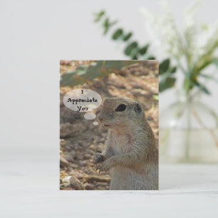 Appreciate You Ground Squirrel Photo Desert Animal Postcard