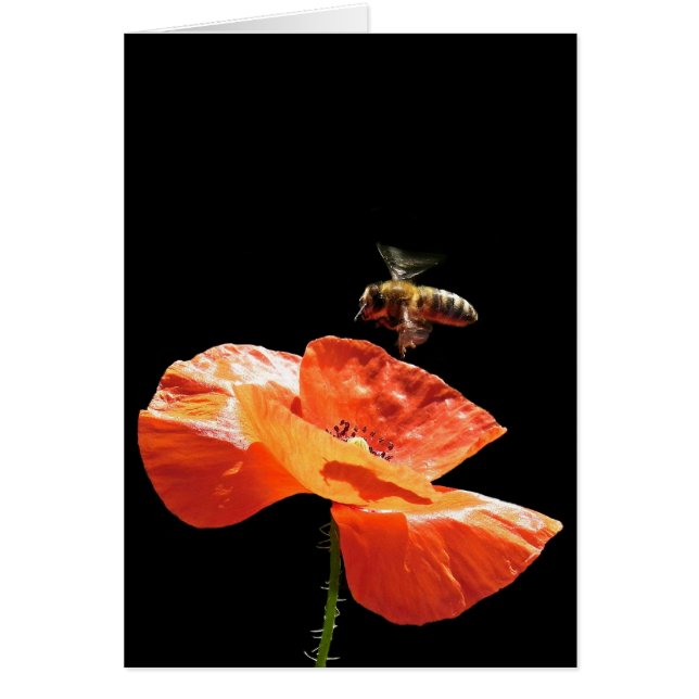 approach to poppy flower (Front)