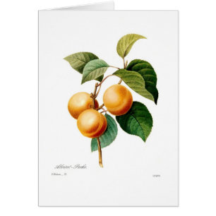 Apricot