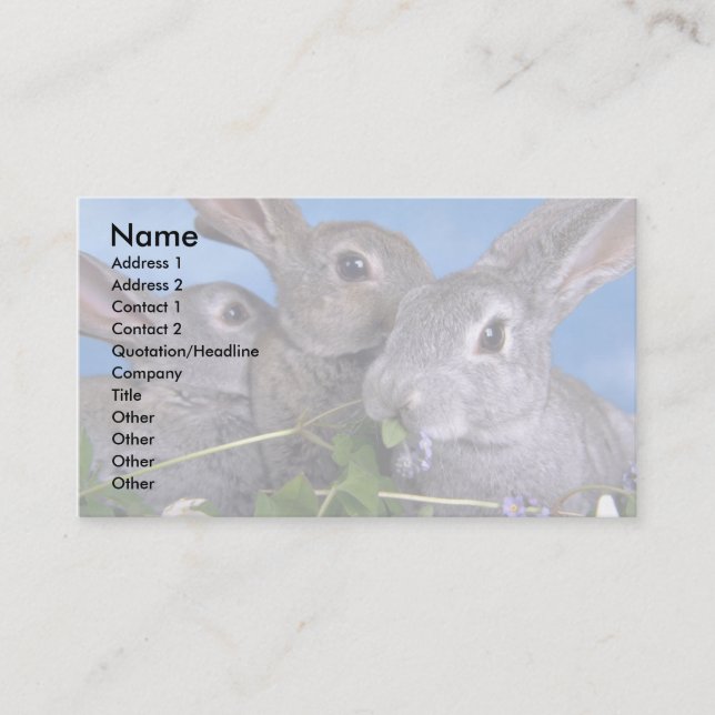 Apricot and Blue Rex Rabbit Business Card (Front)
