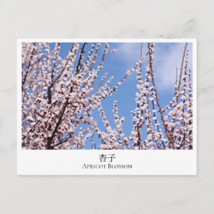 Apricot Blossom Postcard