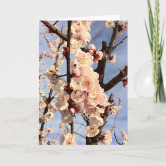 apricot blossoms card
