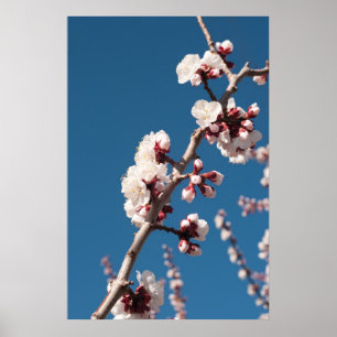 Apricot Blossoms Poster