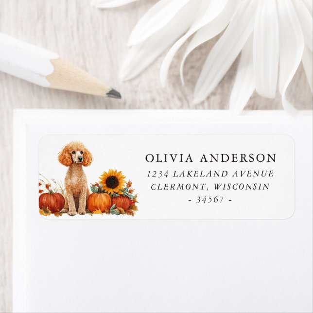 Apricot Coloured Poodle Autumn Return Address (Insitu)