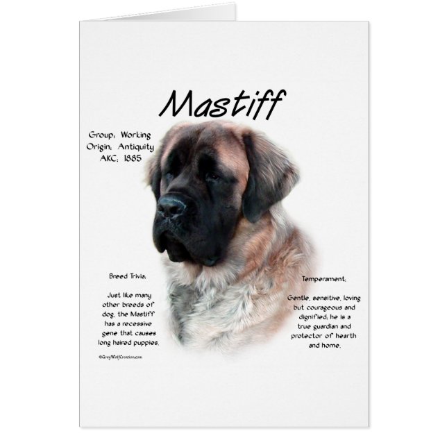 Apricot Fluffy Mastiff History  (Front)