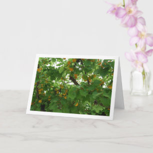 Apricot Fruit on Tree Close-up Card