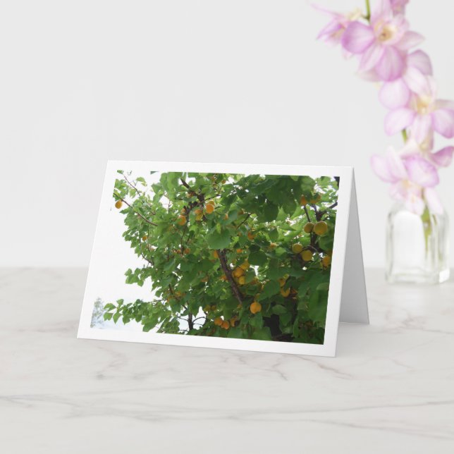 Apricot Fruit on Tree Portrait Card (Orchid)