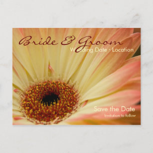 Apricot Gerbera • Save the Date Postcard