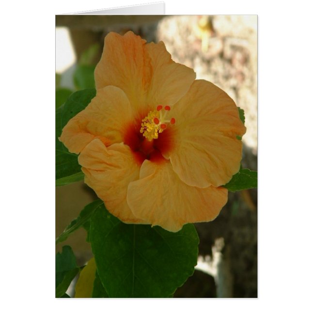 Apricot Hibiscus Flower (Front)