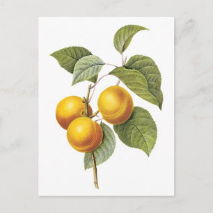 Apricot-Peach botanical illustration Postcard