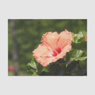 Apricot Peach Hibiscus Tissue Paper