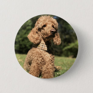 Apricot Poodle Customisable 6 Cm Round Badge